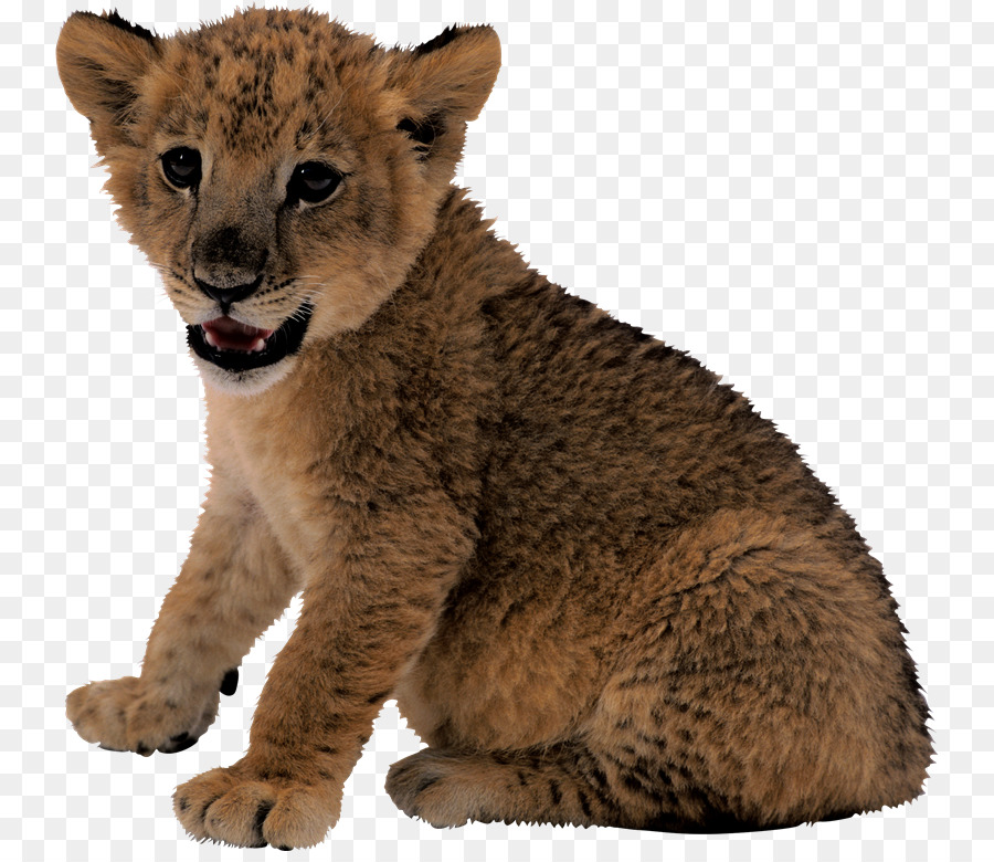 Lion Cub，ลูก PNG