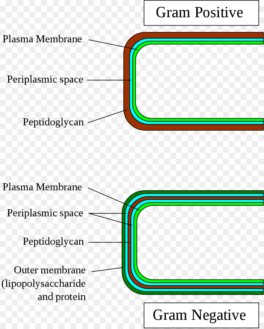 ผนังเซลล์แบคทีเรีย，แบคทีเรีย PNG