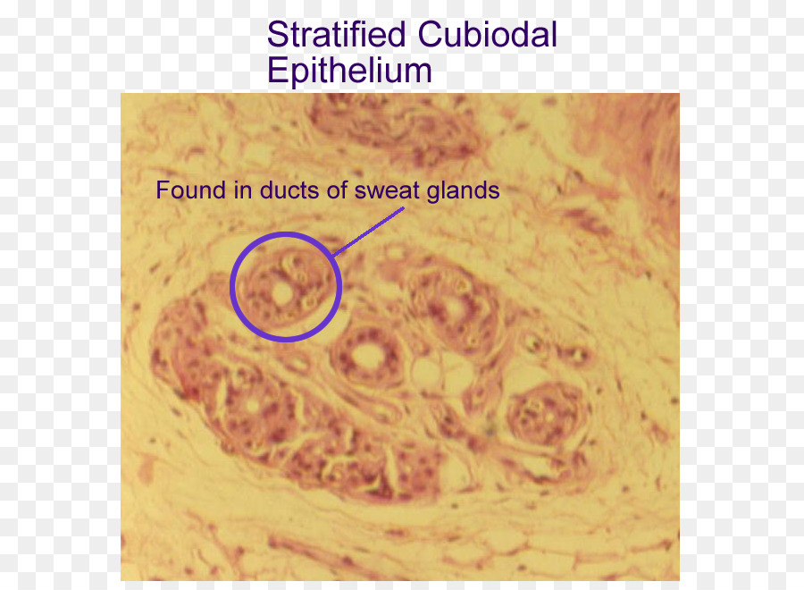 เซลล์ Cuboidal เยื่อ，เรียบง่าย Cuboidal Epithelium PNG