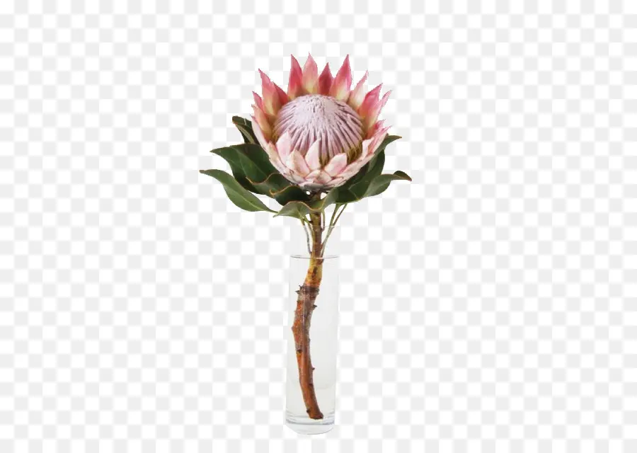 ดอกไม้ Protea，ปลูก PNG