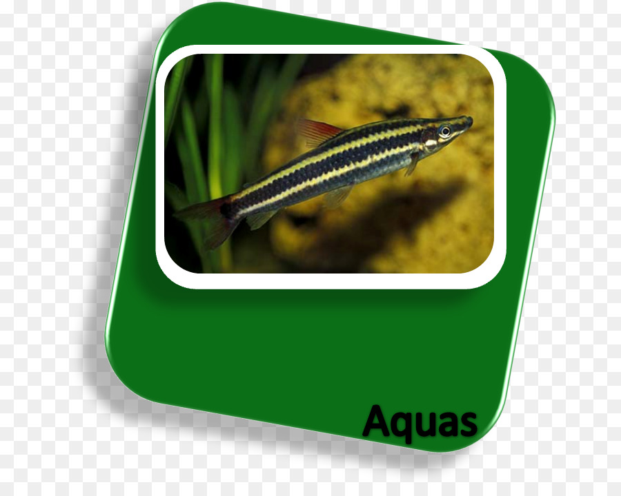 Anostomus Anostomus，ปลา PNG