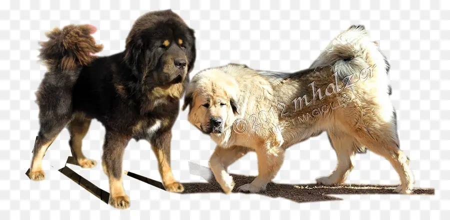 สุนัขพันธุ์，ภาษาฑิเบต Name Mastiff PNG