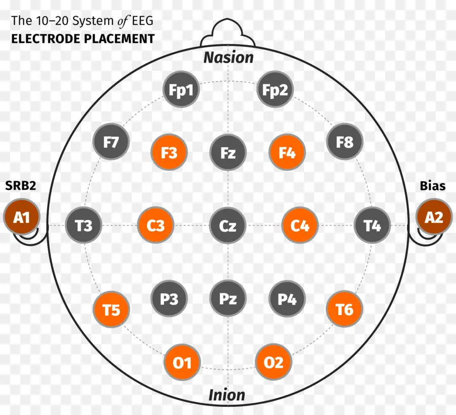 ตำแหน่งอิเล็กโทรด Eeg，สมอง PNG