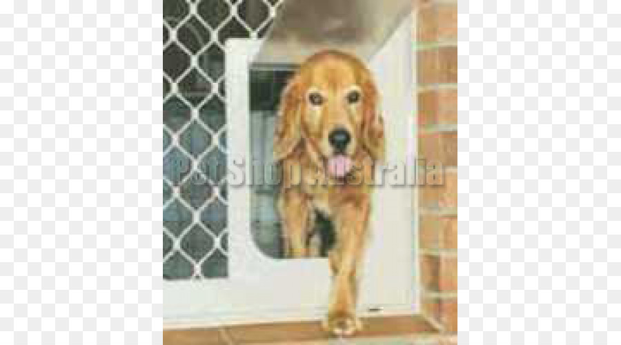 โกลเดนรีทริฟเวอร์รึเปล่า，ภาษาอังกฤษ Cocker Spaniel PNG