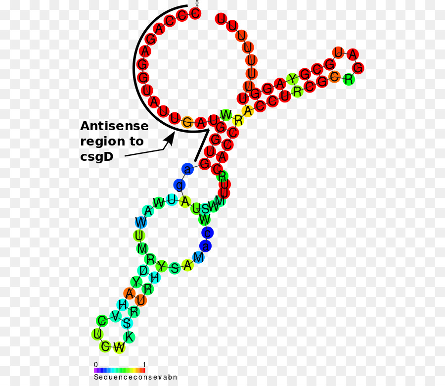 Noncoding อาร์เอ็นเอ，Omrab Rna PNG