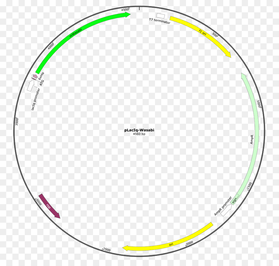 Neuropeptide Y，Addgene PNG