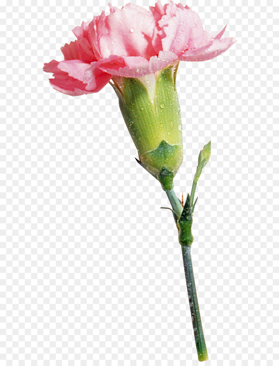 มันทับดอกคาร์เนชั่น，สวนดอกกุหลาบ PNG