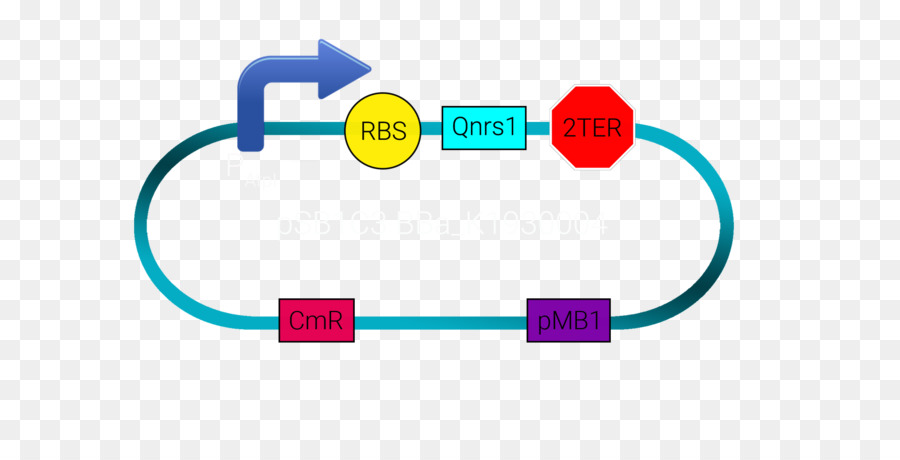 ระหว่างประเทศดัดแปลงพันธุกรรม N เครื่อง，Plasmid PNG