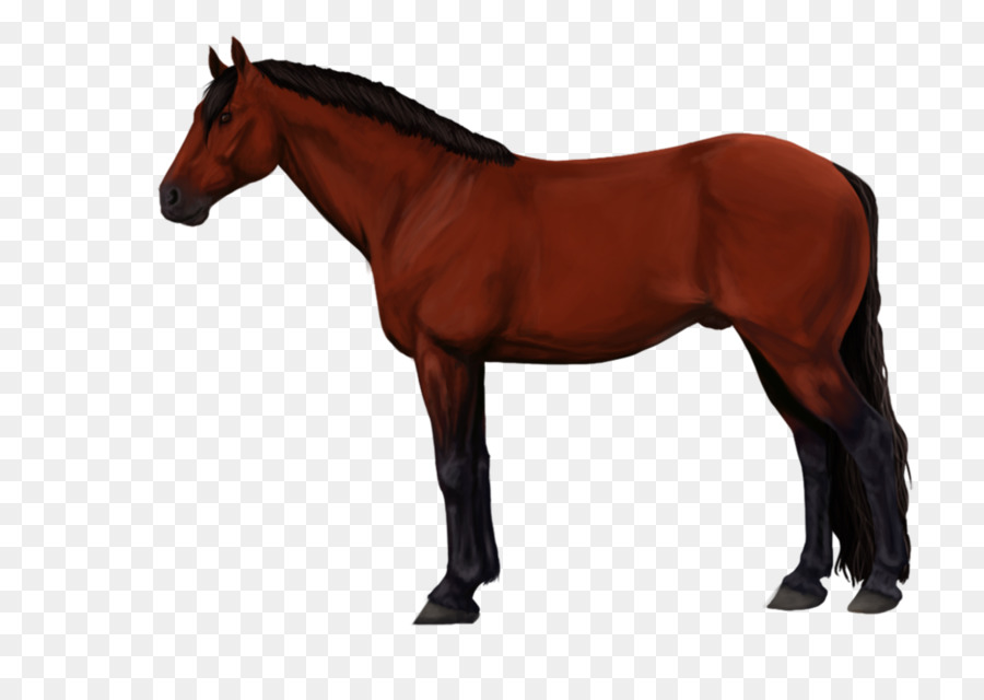 Hanoverian ม้า，ม้า PNG