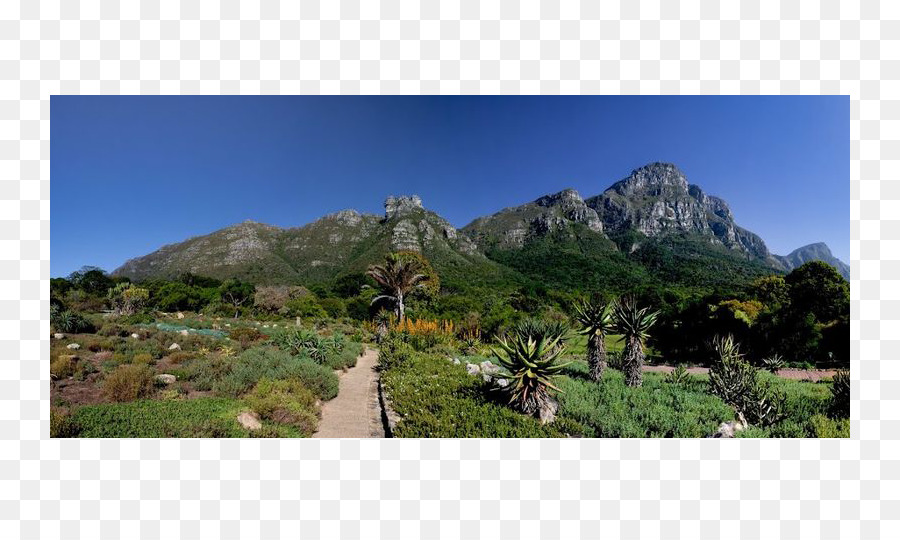 Kirstenbosch ชาติ Botanical สวน，Botanical สวน PNG