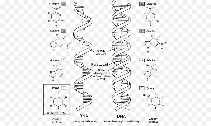 Dna และ Rna，โมเลกุล PNG