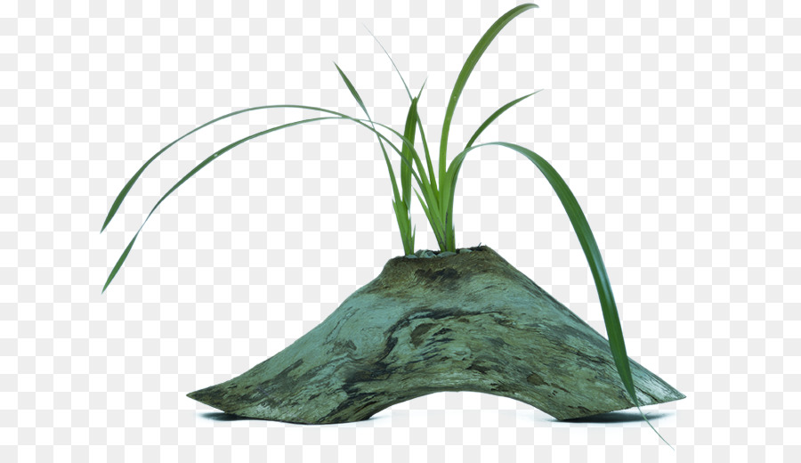 โรงไฟฟ้า，Tillandsia PNG