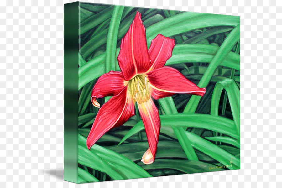 Amaryllis，เจอร์ซีย์ลิลลี่ PNG