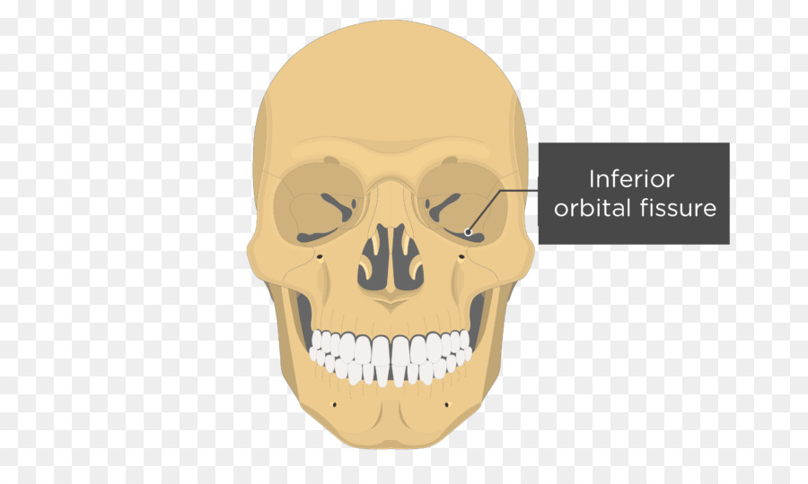 Vomer，Lacrimal กระดูก PNG