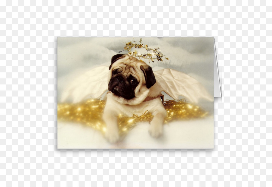 Pug，Shar PNG