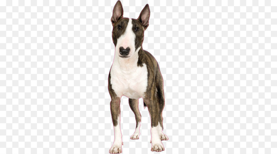 Bull Terrier，สุนัข PNG