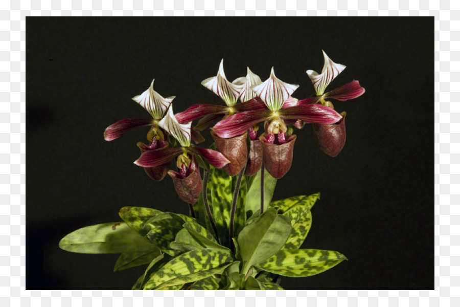 Phalaenopsis สดใส，Paphiopedilum Sukhakuii PNG