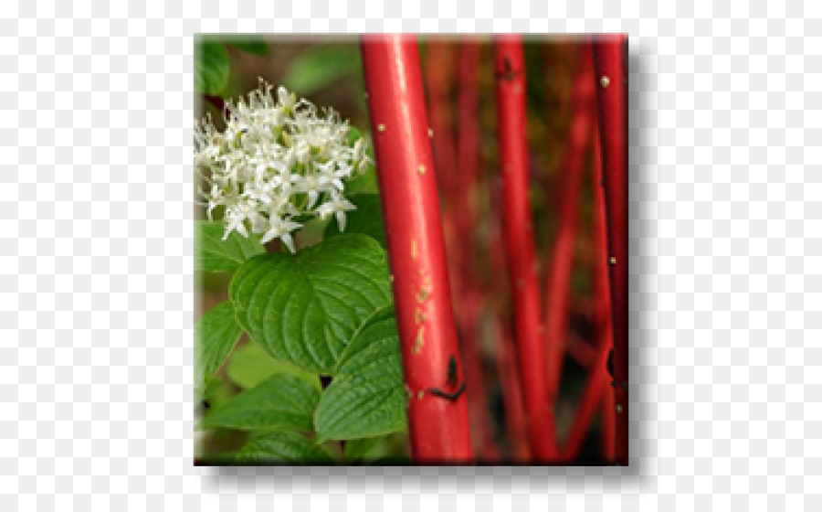 สีขาว Dogwood，สีแดง Osier Dogwood PNG