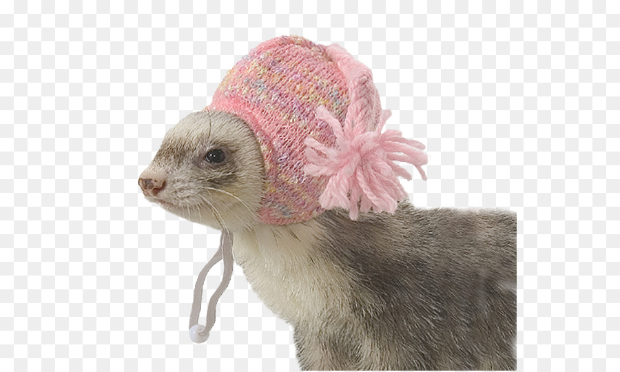 Ferret ในหมวกสีชมพู，คุ้ยเขี่ย PNG