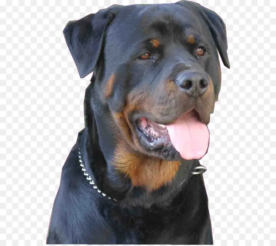 Rottweiler，สุนัขพันธุ์ PNG