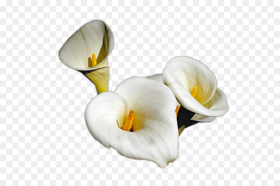 Tinypic，ดอกไม้ PNG