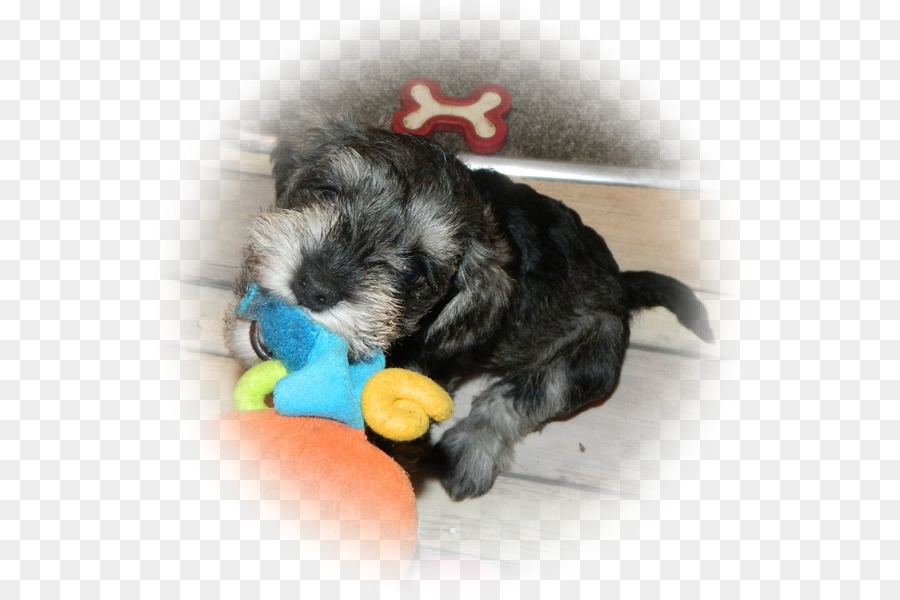 ตุ๊กตาจำลอ Schnauzer，Schnoodle PNG