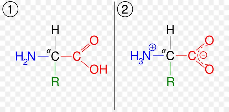 โครงสร้างกรดอะมิโน，เคมี PNG