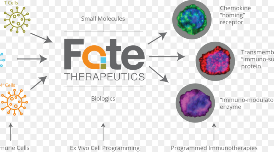 มือถือ，ชะตากรรม Therapeutics PNG