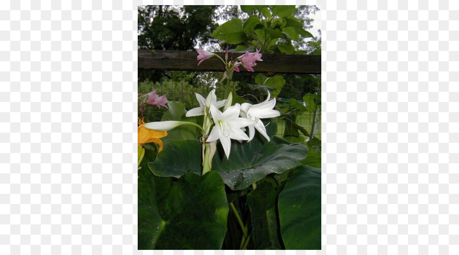 Daturas，ดอกไม้ PNG