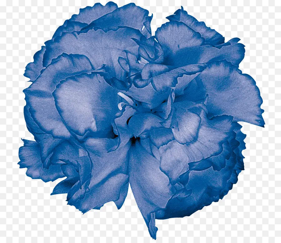 สีน้ำเงินกุหลาบ，สวนดอกกุหลาบ PNG