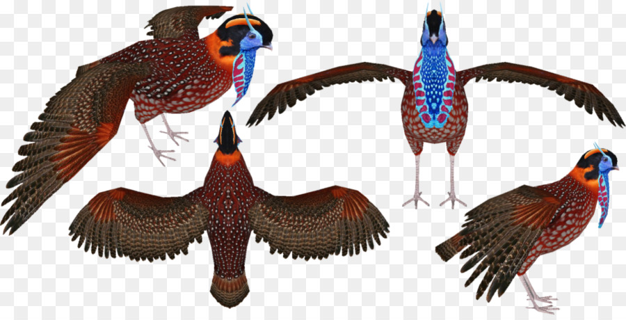 Phasianidae，ขนนก PNG