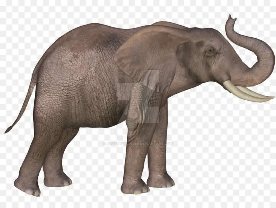 อินเดียนช้าง，แอฟริกันช้าง PNG