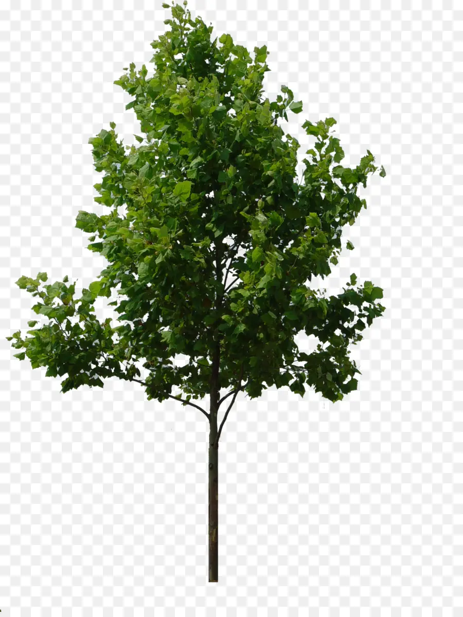 ต้นไม้，การแสดงผล PNG