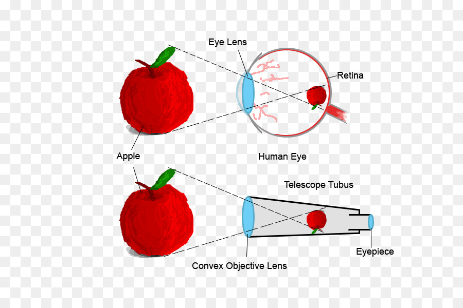 แผนภาพตามนุษย์，แอปเปิล PNG