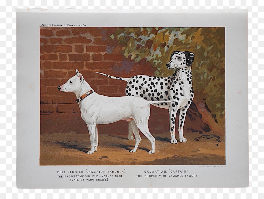 Dalmatian หมา，เจ้ากระทิง Terrier PNG