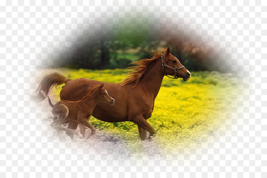 Foal，ม้าอาหรับม้า PNG