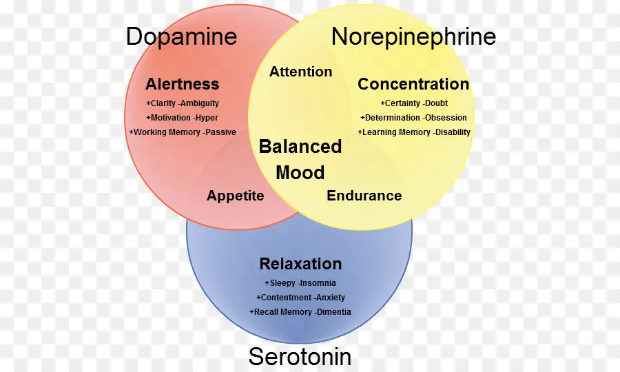 ไดอะแกรมโดปามีน Norepinephrine Serotonin，สารสื่อประสาท PNG