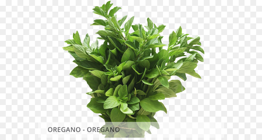 ฤดูใบไม้ผลิเขียว，Herbalism PNG