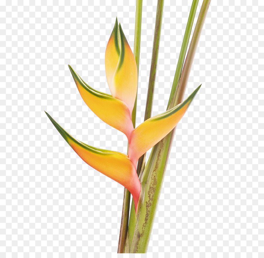 ดอกไม้ Heliconia，เขตร้อน PNG