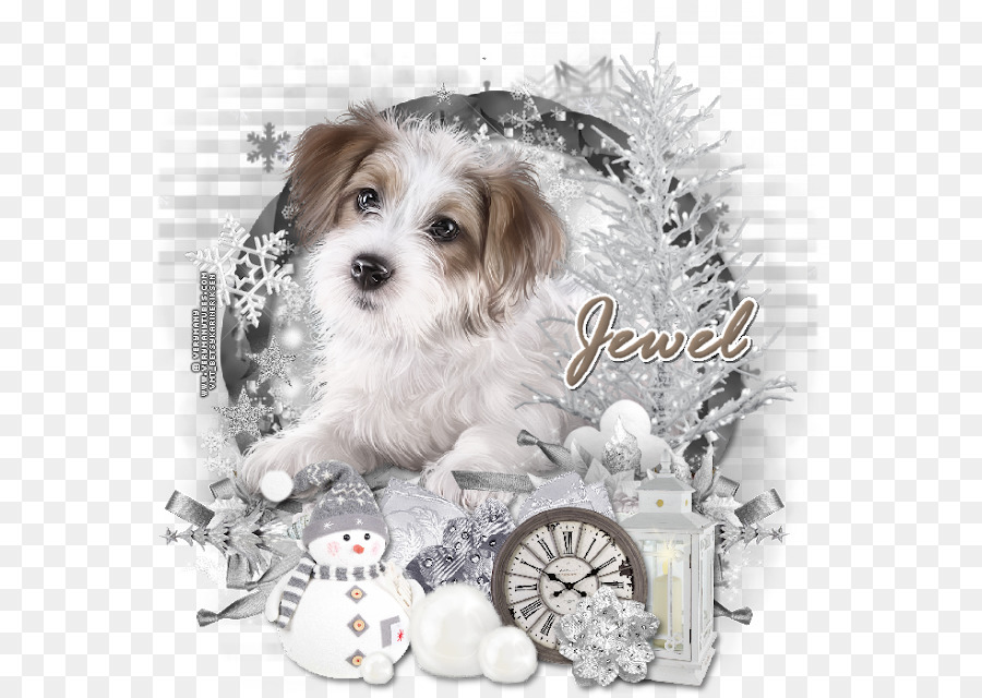 Morkie，Schnoodle PNG