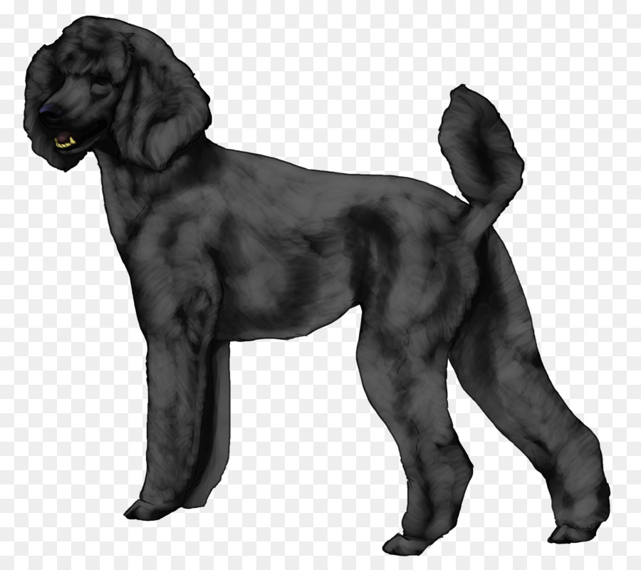 สนาม Spaniel，Boykin เนี PNG