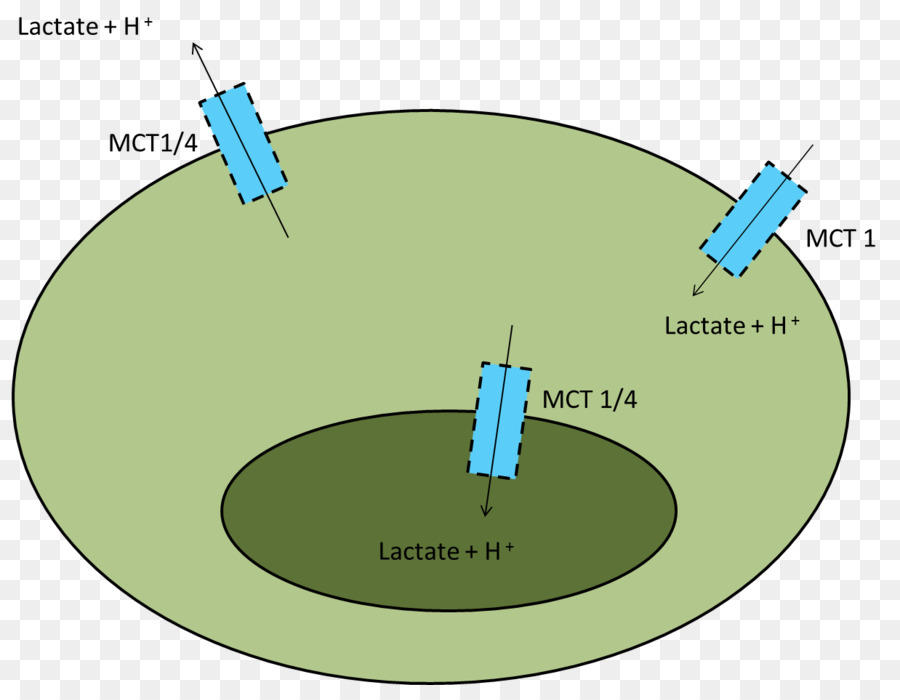 Monocarboxylate เครื่องทรานสปอร์ตเตอ 1，Lactic กรด PNG