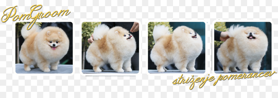 เยอรมันสเปชหรอกเล็กๆ，Pomeranian PNG