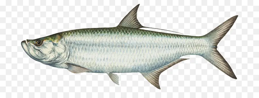 Islamorada，เกมปลา PNG