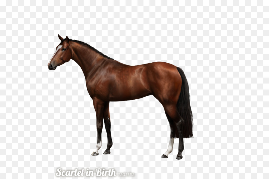 อม้าควอเตอเมริกัน，Andalusian ม้า PNG