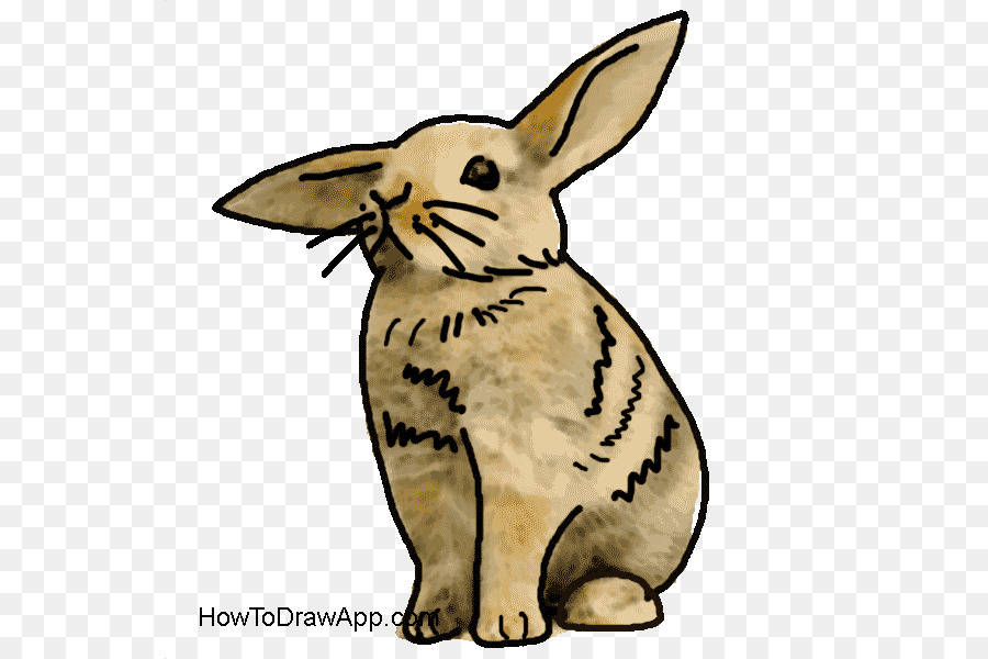 กระต่ายในประเทศ，วาด PNG