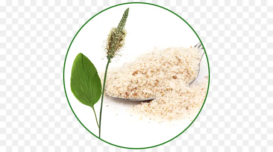 แกลบ Psyllium，ปลูก PNG