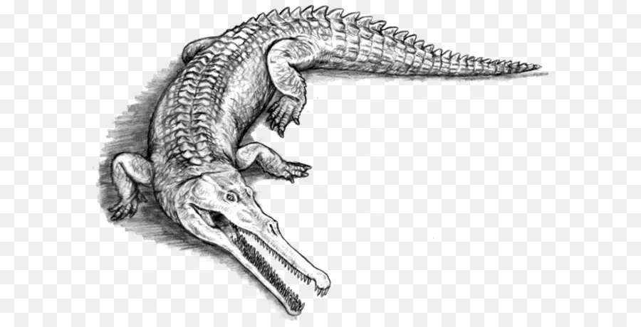 ภาพวาด Gharial，สัตว์เลื้อยคลาน PNG