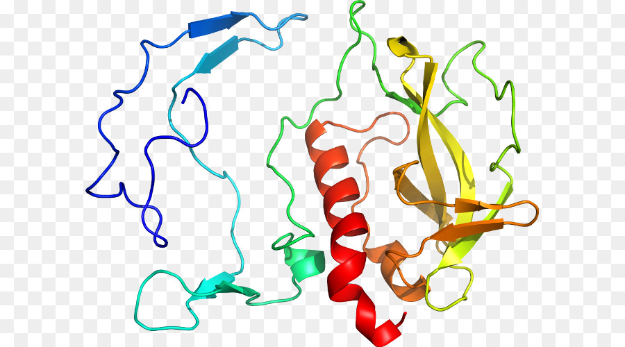 โครงสร้างโปรตีน，โมเลกุล PNG