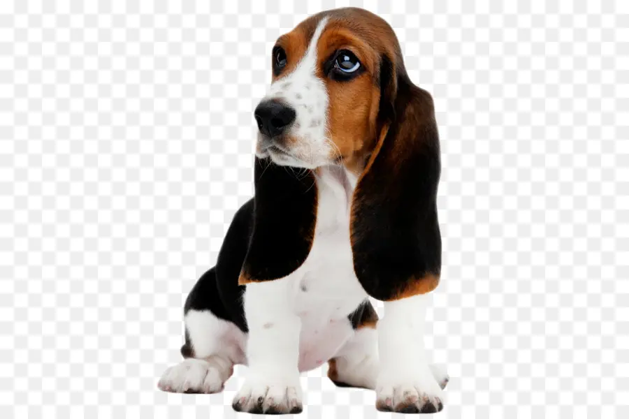 Basset Hound，สุนัข PNG